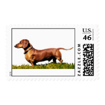 Big Standard Dachshund postage
