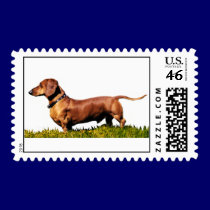 Big Standard Dachshund stamps