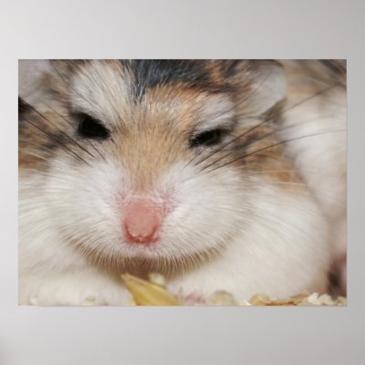 Big stare - Tac - Poster by roborovskihamsters