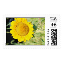 'BIG SUNFLOWER postage