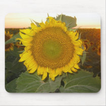 Big Sunflower