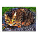 Big Tabby Cat cards by Chriscat Big Tabby Cat cards