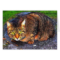 Big Tabby Cat cards