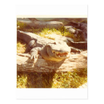BIG_TEETH POST CARDS