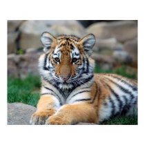 Big Tiger Cub posters