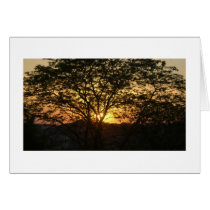 Big Tree at Sunset Greeting Cards