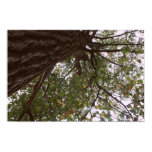 Big Tree posters