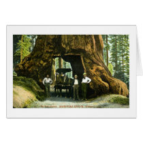 Big Tree Wawona, Mariposa Grove, CA Vintage Cards