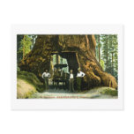 Big Tree Wawona, Mariposa Grove, CA Vintage Postcard