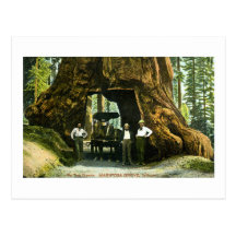 Big Tree Wawona, Mariposa Grove, CA Vintage Postcard