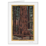 Big Trees State Park, CA - Neck Breaker Tree Cards