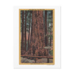 Big Trees State Park, CA - Neck Breaker Tree Post Card