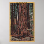 Big Trees State Park, CA - Neck Breaker Tree