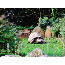 Big Turtle photo sculptures