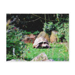 Big Turtle Postcards