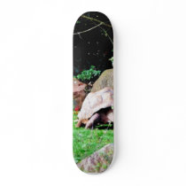 Big Turtle skateboards