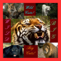 Big Wild Cats!!! posters
