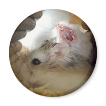 Big Yawn! Tic and Tac - Magnet by roborovskihamsters Big Yawn! Tic and Tac - Magnet