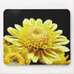 Big Yellow Mums Mousepad