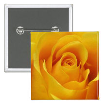 Big Yellow Rose Pinback Buttons