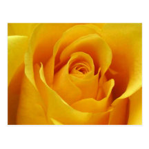 Big Yellow Rose Postcards