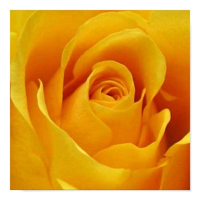 yellow roses pictures. Big Yellow Rose Posters by