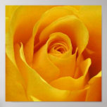 Big Yellow Rose Posters