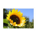 Bigger Sun Flower posters