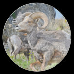 Bighone Sheep Plate plates