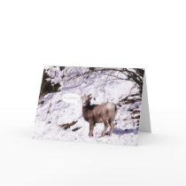 bighorn lamb birthday card