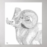 Bighorn Ram Head Poster