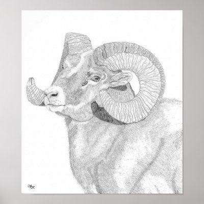 Bighorn Ram Head Poster by HarrisRanchHorses