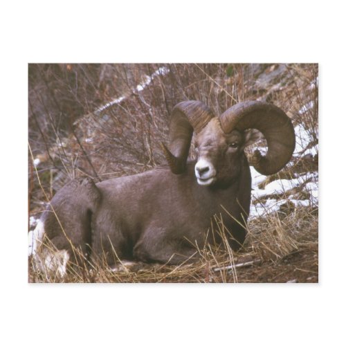 Bighorn Ram Postcard postcard