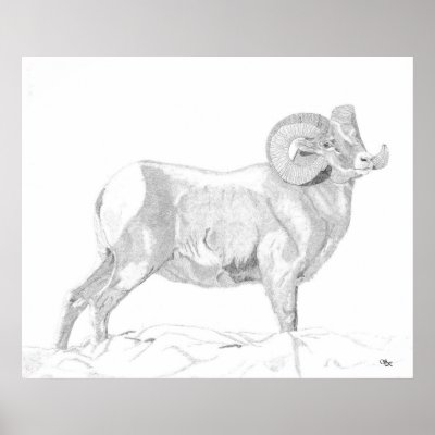Bighorn Ram Posters by HarrisRanchHorses