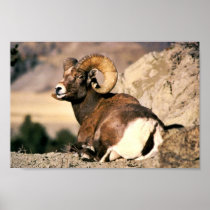 Bighorn Ram Posters