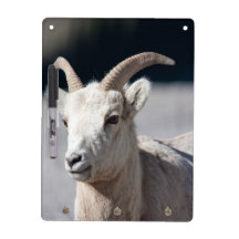 Bighorn Sheap Dry Erase Whiteboard