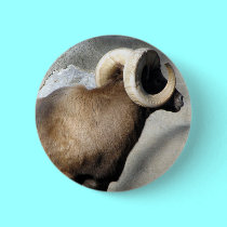 Bighorn Sheep buttons by Artists4God Bighorn Sheep buttons