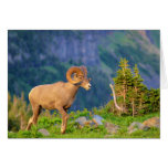Bighorn sheep cards