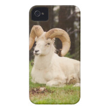 Bighorn Sheep Case-Mate iPhone 4 Cases