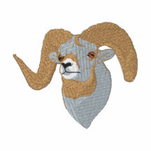 Bighorn Sheep