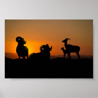 Bighorn Sheep (from $10.55) print