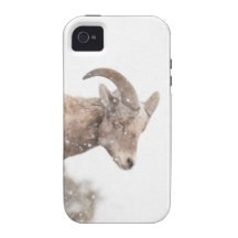 Bighorn Sheep iPhone 4 Case