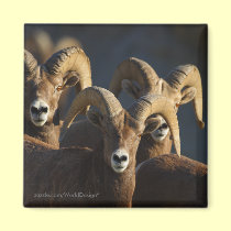 Bighorn Sheep magnets