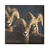 Bighorn Sheep magnets by WorldDesign Bighorn Sheep magnets