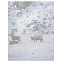 Bighorn sheep (Mating behaviour) Letterhead