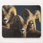 Bighorn Sheep Mouse Pad