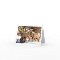 Bighorn Sheep notecard