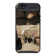 Bighorn Sheep Phone Case iPhone 5 Cover