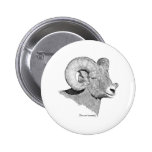 Bighorn Sheep Pinback Buttons