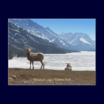 Bighorn Sheep postcards